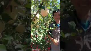 陕西洛川苹果连续三年使用大力丸效果佳 20220926 Three Years Continuously Applied Greenfeed on Apples in Shaanxi_20220926