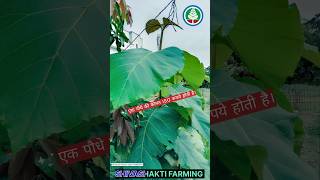 सागवान का पेड़||tissue culture teak plant #shivashakti #teak #bihar#treefarming #fact #viral#shorts