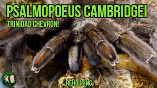 I have one! 👀 - Psalmopoeus Cambridgei -Trinidad Chevron