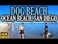 4K DOG BEACH Morning Nature Walk at OCEAN BEACH, San Diego, California, Spring Break 2021