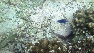 Snorkeling Los Carrizales, Manzanillo, Colima, Mexico