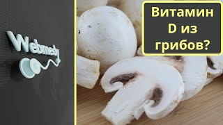 Удивительная польза грибов для здоровья