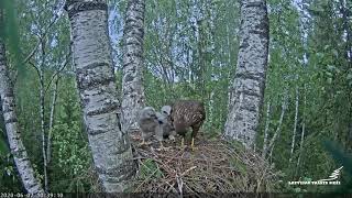 Peļu klijāns Aizkuja(LVM kamera), Обыкновенный канюк(Buteo buteo) 2020 06 07