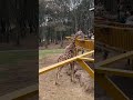 Giraffes