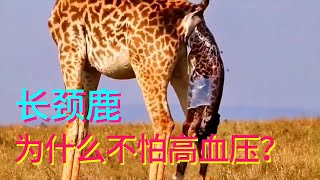 Why is the giraffe not afraid of high blood pressure, who invented the fight against high blood pre