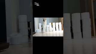 추억의챌린지~휴지벽 챌린지에 도전하다! toilet paper wall challenge #Shorts