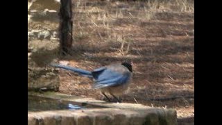 Azure winged magpie in Alentejo and Algarve, Portugal, birdwatching with Limosa