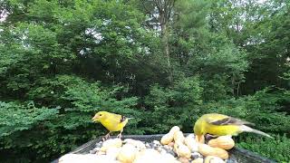 American Goldfinch