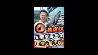 斑母23-568791【根王鴿舍】【根王萬代福】優| 賽鴿 | 信鴿 | 種鴿  | racing pigeon