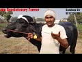 👍champion son of m 29 top murrah bull. mother s milk 24 litre per day@ panipat farm.👍