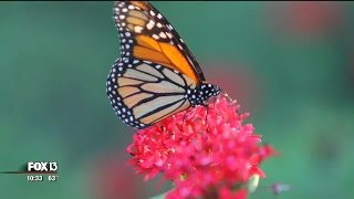 Are you accidentally harming butterflies?