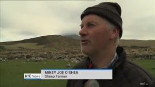 IRISH FARMER'S STRONG ACCENT IN COUNTY KERRY IRELAND - MISSING SHEEP