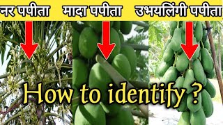 how to identify male female and hermaphrodite papaya Tree