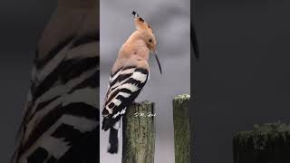 The Eurasian Hoopoe Bird Singing #birds #birdingparadise #vibrantbirds #birdslover #birdsong #nature