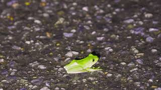 Green tree frog in Amami