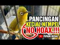 pancingan kecial kuning biar nempel digantang no hoax. pepadu kecial