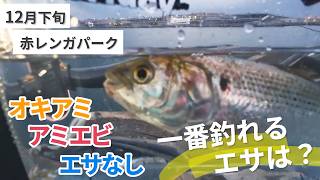 【赤レンガ倉庫】釣れるのどっち？オキアミvsアミエビ！冬のサビキ釣り調査【12月下旬】