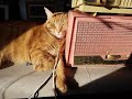 Live Shortwave radio stream Saturday November 30th 2024