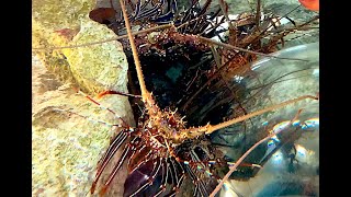 カノコイセエビ　Longlegged spiny lobster　Panulirus longipes bispinosus