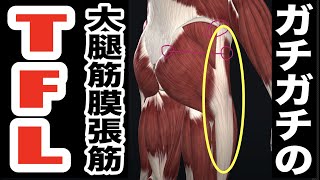 ガチガチ大腿筋膜張筋はこの治療テクニック＋マッサージでOK！【腰痛 治し方 ストレッチ】How to loosen the tensor fasciae latae muscle