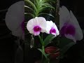 Ready Dendrobium Ava Blooming Orchid Beautiful