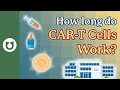 How Long Do CAR-T Cells Work?