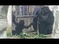 gorilla iriki mom u0026 ringo indoor dinner d jeeco jabali2023 3 21 16 24 16 57