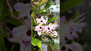 Dendrobium Nobile with Buds available for Sale. Shree's Orchids. WhatsApp: 8101454816