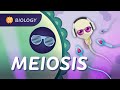 Why Are All Humans Unique? Meiosis: Crash Course Biology #30