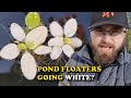 Pond Floating Plants GOING WHITE? WHY This Happens and HOW TO PREVENT IT