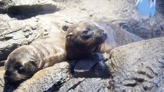 カリフォルニアアシカの赤ちゃんたちと氷