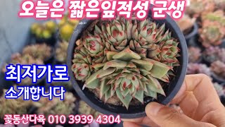 예쁜 신상, 가성비 좋은 신상,  인기쟁이들 입고 꽃동산다육 010 3939 4304 전국택배가능 유료광고포함