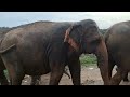 pinnawala elephant orphanage sri lanka පින්නවල අලි අනාථාගාරය shanshanee vibes