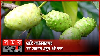 আফ্রিকান মহৌষধি ফল হচ্ছে বাবুলের বাগানে | Mahoushadhi | Fruits Garden | Somoy TV