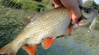 P21 Hypnose 38F SR vs. Roach – Testing The Ultimate Lure!