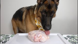 CUTIE GSD | free range chicken | ASMR | crunching