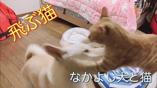 犬と猫の戦いでとうとう猫が飛んだ❗❓ 【なかよし犬と猫】【保護猫　保護犬　かわいい癒やし動画】【犬と猫どっちも飼ってると毎日たのしい】