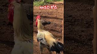 అడవి కోడి #forest #chicken #forestanimals @localfarmer1