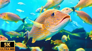 Majestic School of Fish 🐠 Aquarium 5K (UHD) VIDEO  - Piano Music and Sleep Music