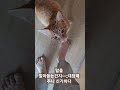 길고양이 사람말을 정말 알아듣는것 같아 신기하다 지금처럼만 통했으면 좋겠네^^