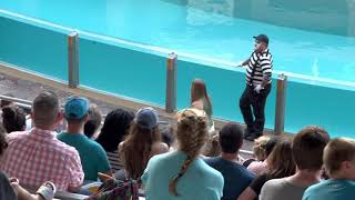 Funny Clown Acts before Otter and Sea lion show in Sea World Orando