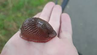 Limax maximus