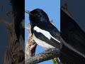 Bird Calls- Magpie Robin#nature #bird #wildlife #birdwatching #bird_song#magpierobin