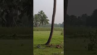 பனைமரம் காப்போம் 🌴🏝️🌴