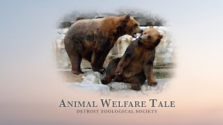 Detroit Zoo | Animal Rescue Tales: Simba, the Lion