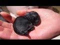 Precious Baby Black Bunny!