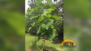 Q\u0026A – What is this tree growing in my yard? – Paulownia