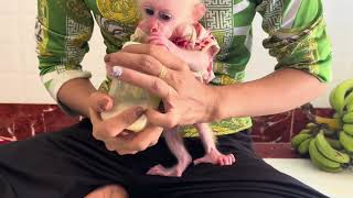 Baby monkey Bella drinking milk