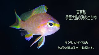 ただただキシマハナダイ幼魚の姿を眺める動画｜伊豆大島の秋の浜｜あとぱぱダイビングサービス