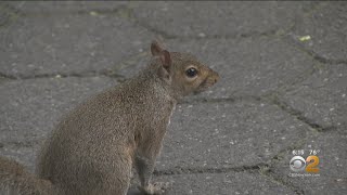 NYC Warning Residents About Aggressive Squirrels